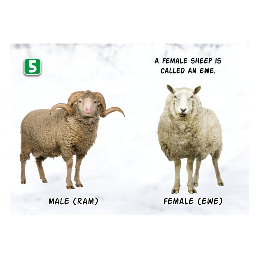 Bouncy Sheep - Show and Tell Picture Book for Early Learners | Ages 2+ 22 download 25